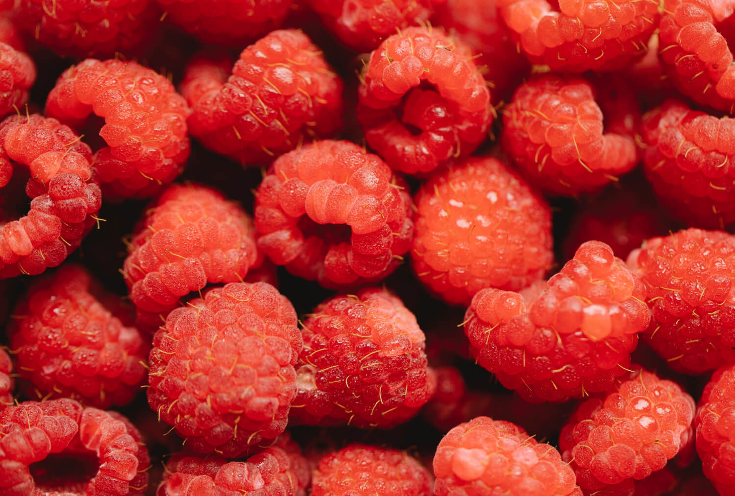 Alimentos vegetales ricos en proteínas